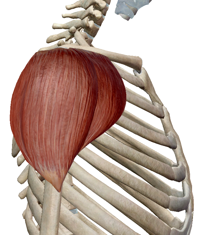 2.png